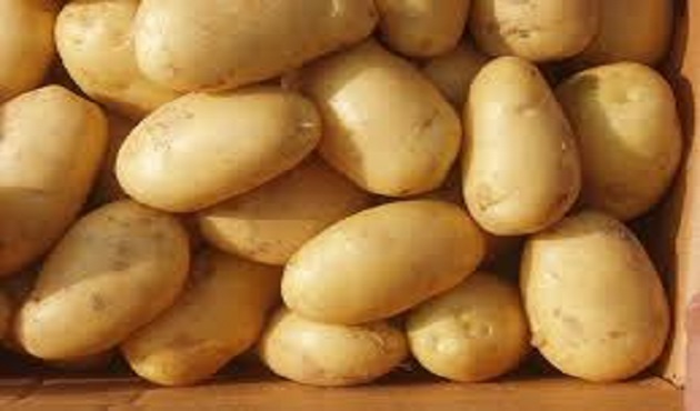 Taze Patates